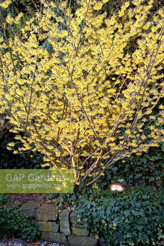 Witch hazel in winter with spotlights, Hamamelis Arnold Promise 