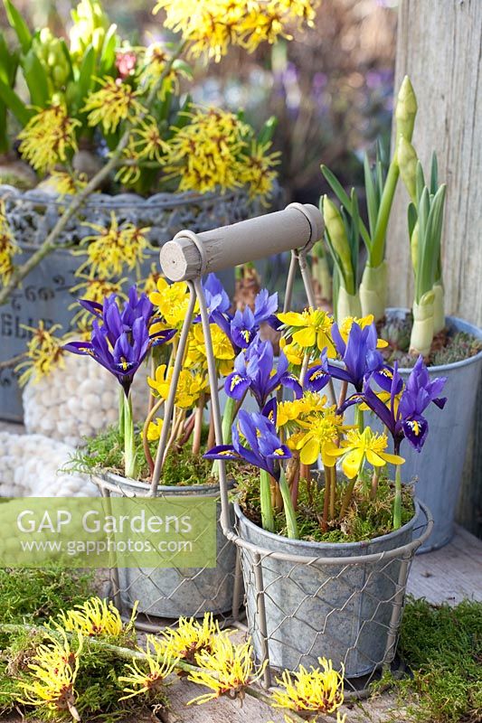 Winter aconites and reticulated iris in pots, Eranthis cilicica, Iris reticulata Harmony, Hamamelis intermedia Arnold Promise 