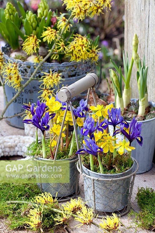 Winter aconites and reticulated iris in pots, Eranthis hyemalis, Iris reticulata Harmony, Hamamelis intermedia Arnold Promise 