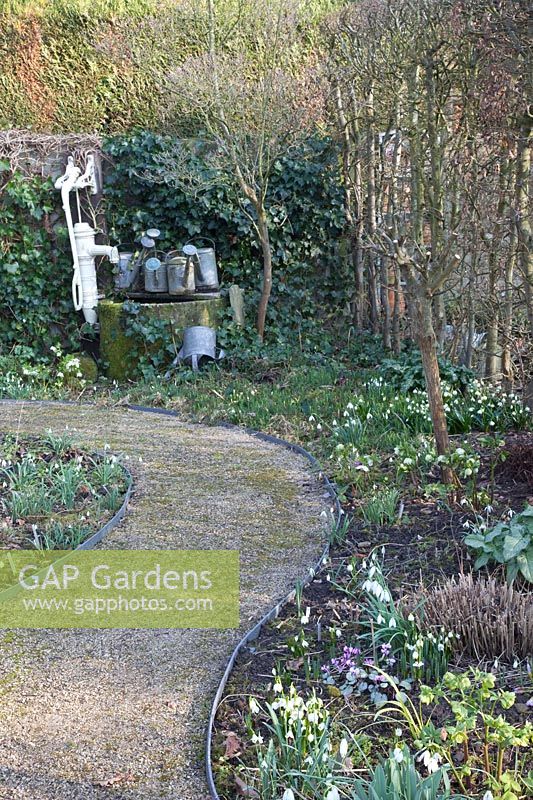 Winter garden with snowdrops and fountain, Galanthus 