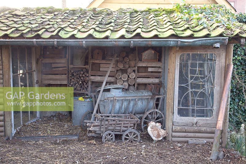 Chicken coop with ladder, chickens of the Faverolles breed 