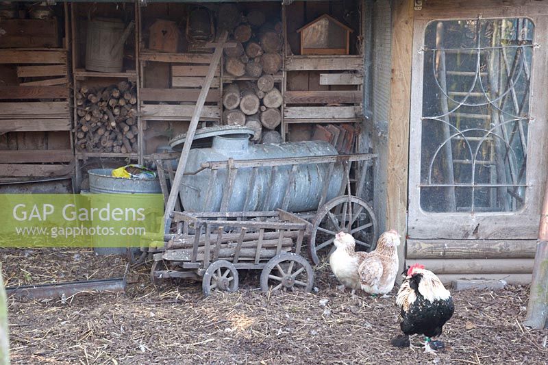 Chicken coop with ladder, chickens and rooster of the Faverolles breed 