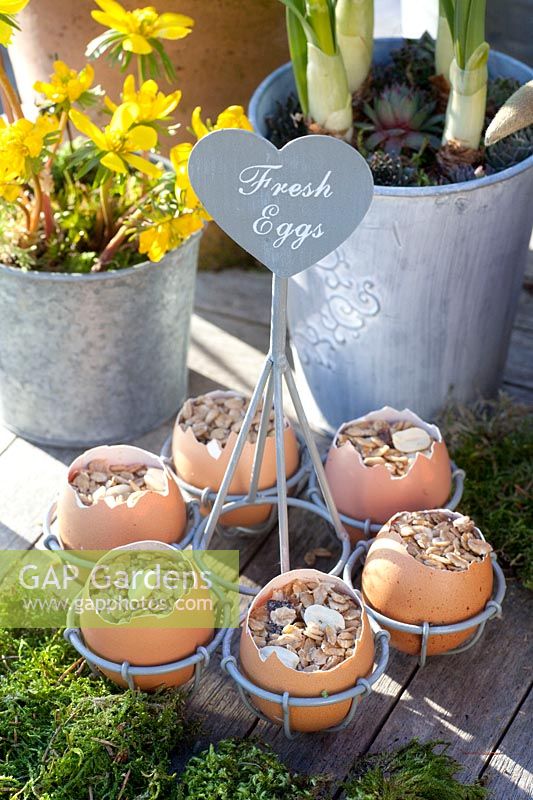 Bird food in eggshells 