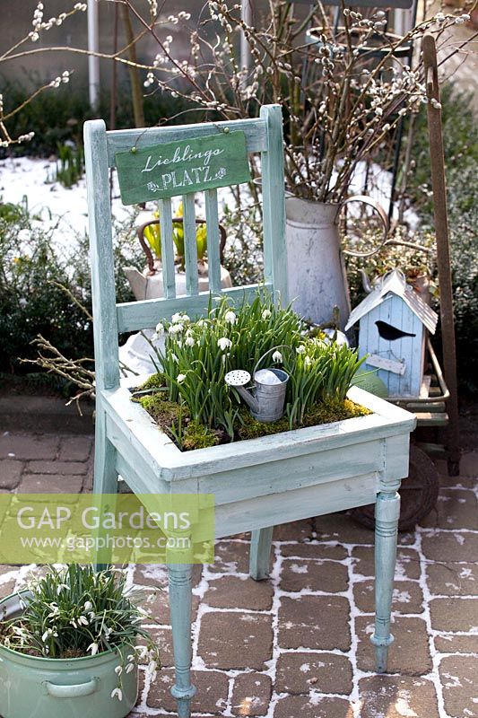 Chair planted with snowdrops, Galanthus nivalis Flore Pleno 