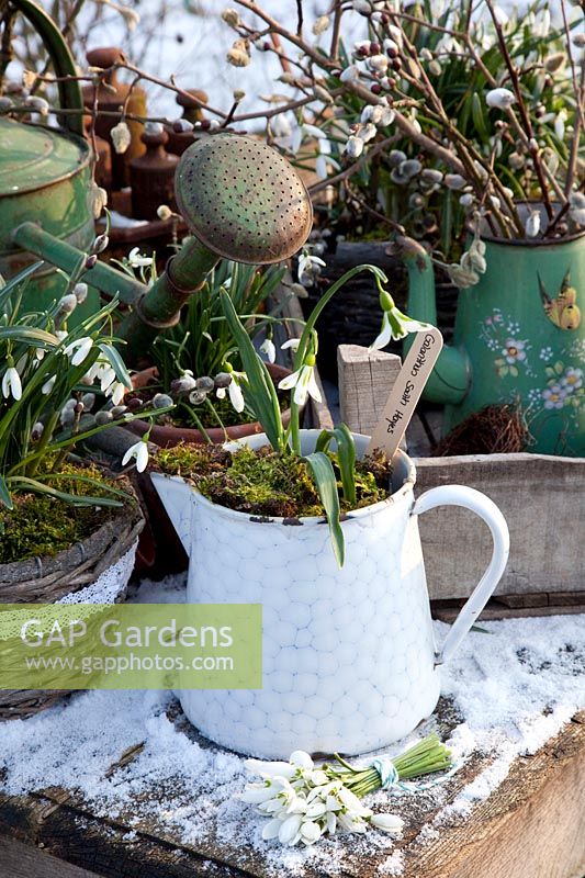 Still life with small milk jug and snowdrops, Galanthus plicatus South Hayes 