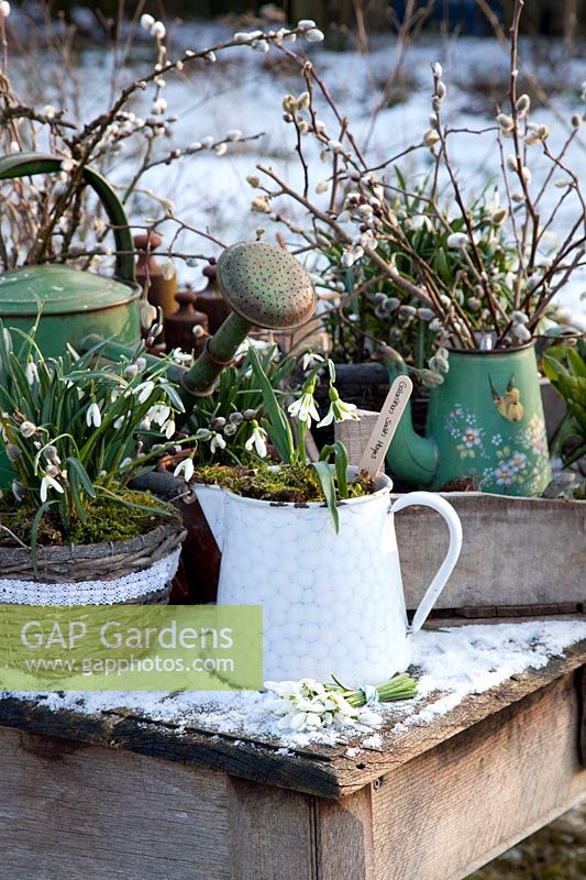 Still life with small milk jug and snowdrops, Galanthus plicatus South Hayes 