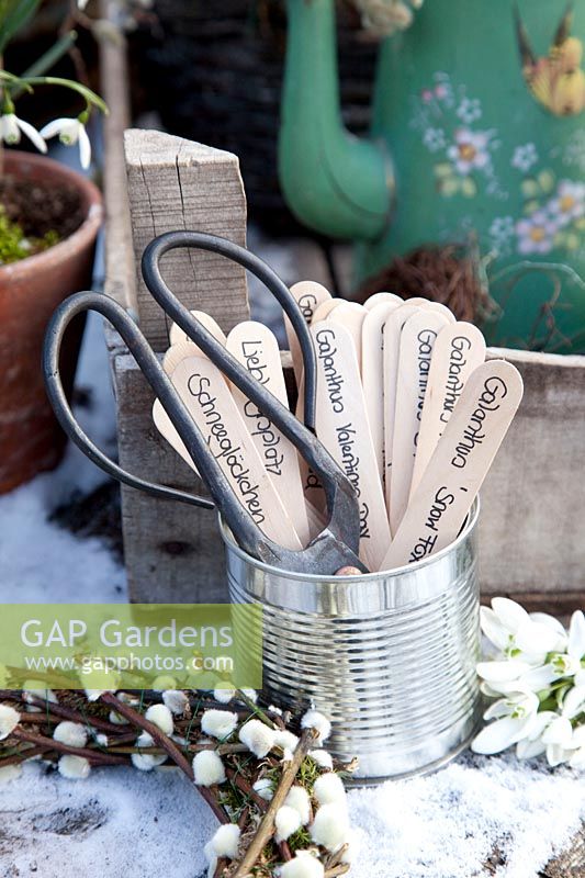 Stillife plant labels for snowdrops in a tin can, Galanthus 