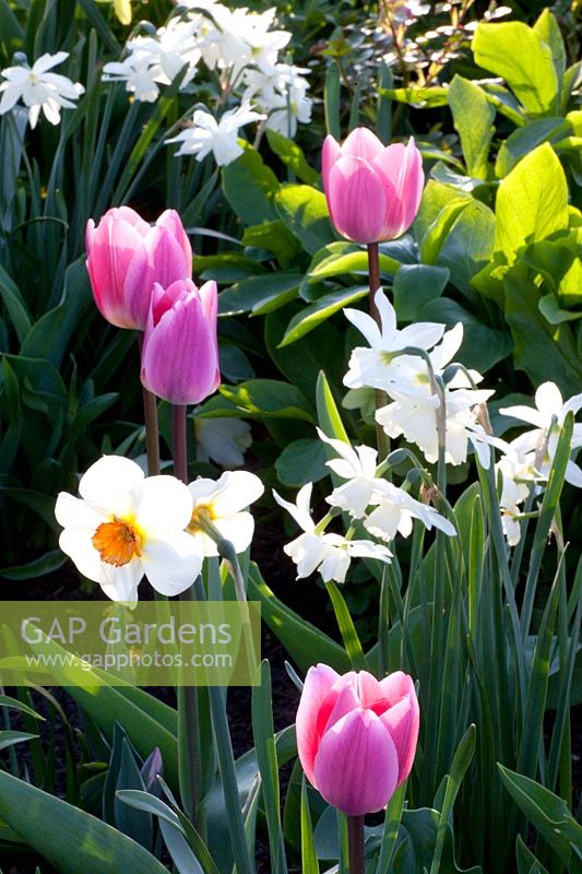 Combination tulips and daffodils, Tulipa, Narcissus triandrus Thalia 
