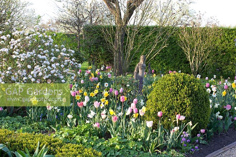 Spring garden with bulb flowers and Easter snowball, Viburnum burkwoodii 
