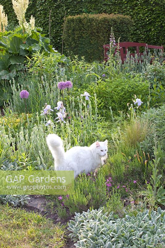Cat in the bed with perennials and herbs 