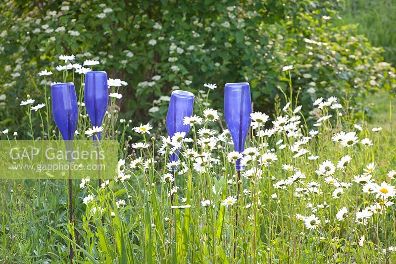 Daisy meadow with blue bottles as decoration, Leucanthemum vulgare 