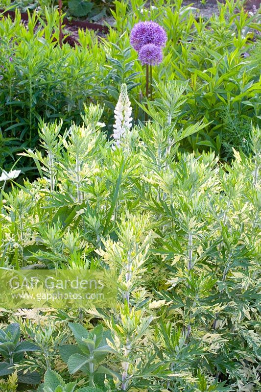 Variegated Mugwort, Artemisia vulgaris Oriental Limelight 