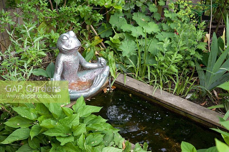 Small Buddha frog at a water basin 