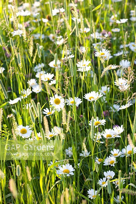 Meadow with grasses and wildflowers, daisy; Leucanthemum vulgare 
