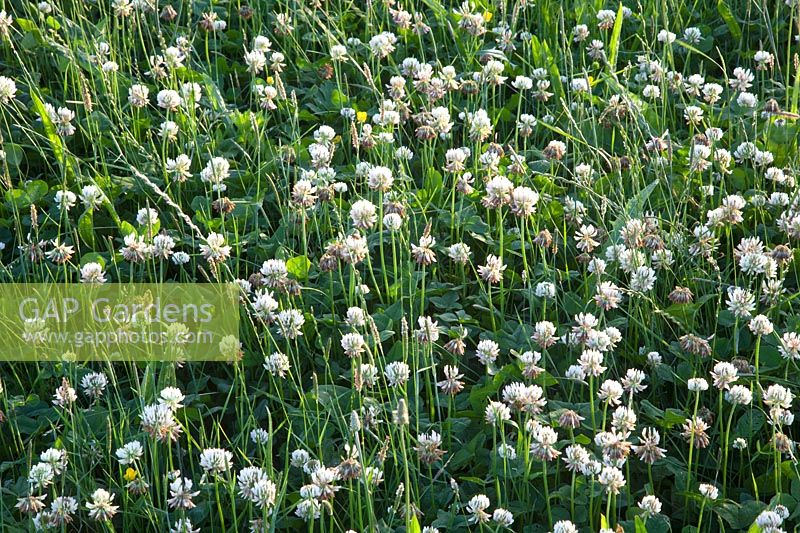 Clover as a flower meadow 