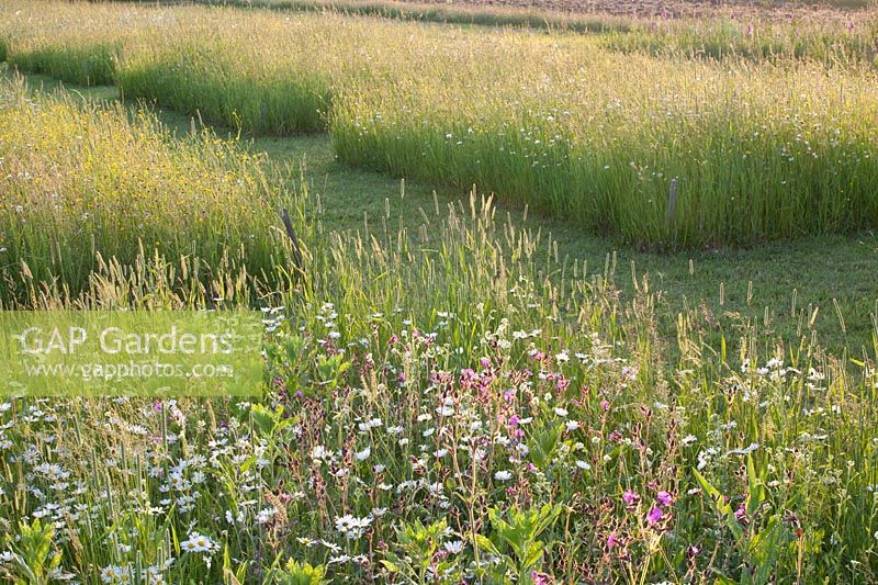 Meadow with grasses and wildflowers 