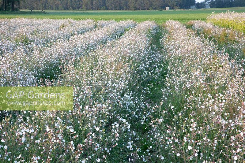 Seed cultivation of catchfly, Silene 