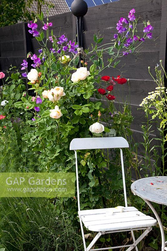 Seating on the terrace with roses and sweet peas, Rosa, Lathyrus odoratus 