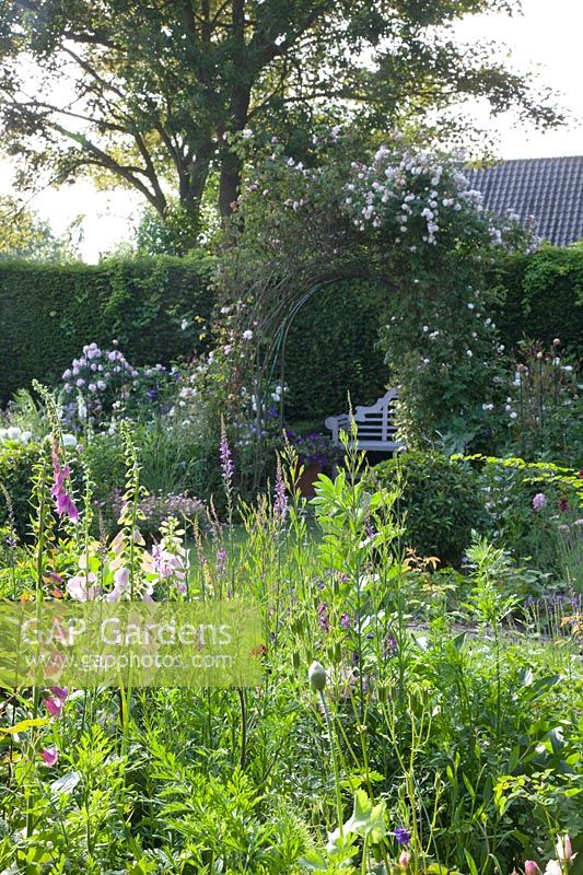 Rural garden with roses and foxgloves 