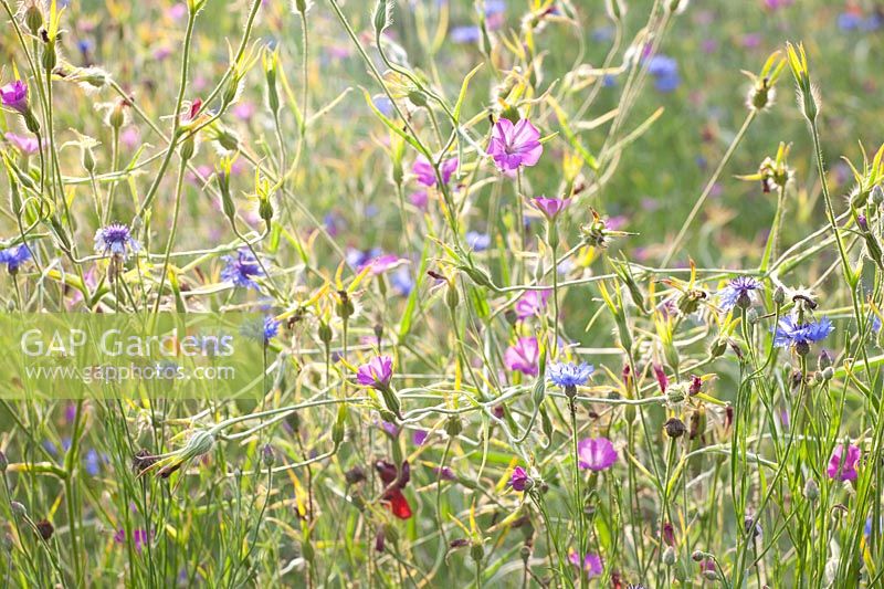Wildflower meadow 