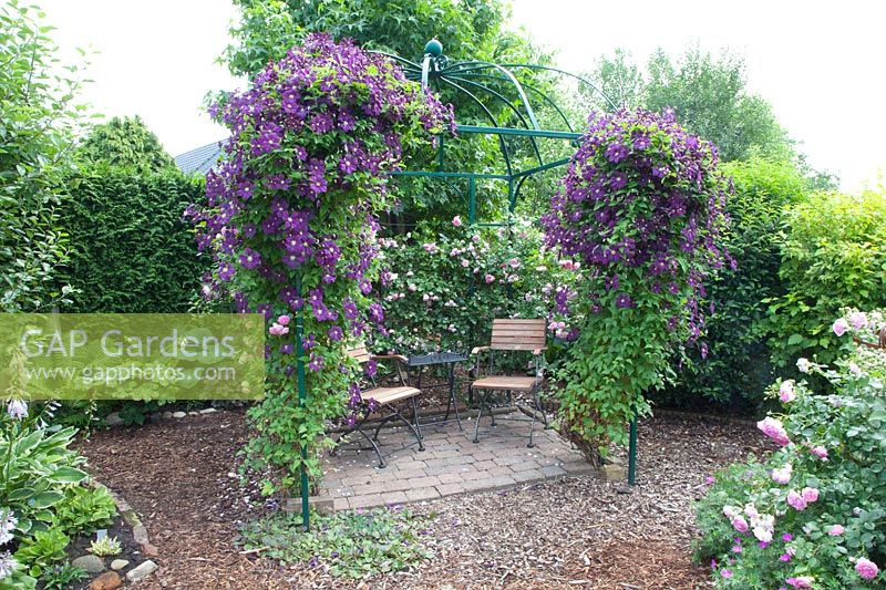 Seating area with Clematis viticella Etoile Violette 