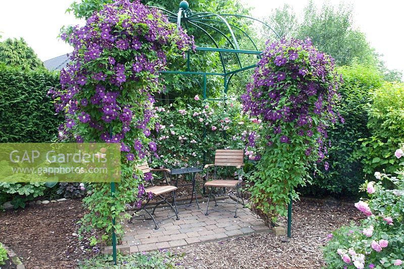 Seating area with Clematis viticella Etoile Violette 