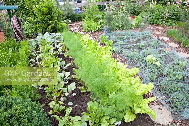 Vegetable garden 