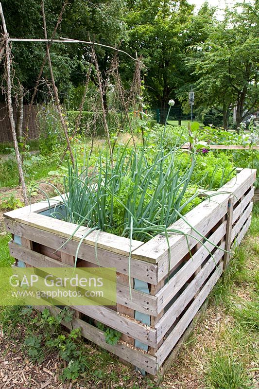 Raised bed made of pallets with onions and carrots, Allium cepa, Daucus carota 