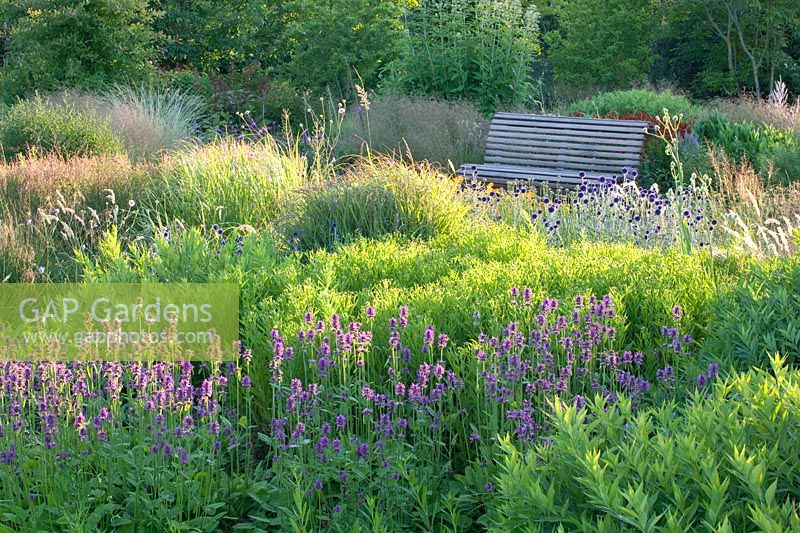 Perennial Garden Vlinderhof, Stachys monnieri Hummelo, Echinops ritro Veitchs Blue 