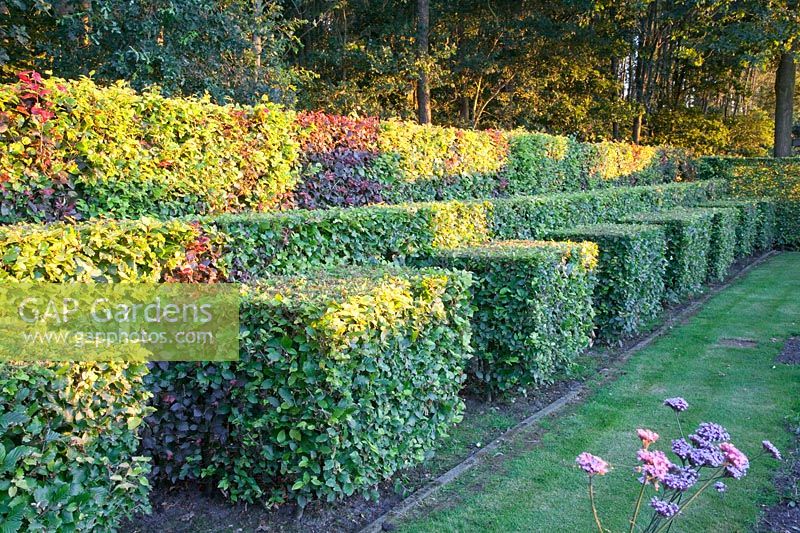 Hedges and hedge blocks of common beech and copper beech, Fagus sylvatica, Fagus sylvatica Atropurpurea 