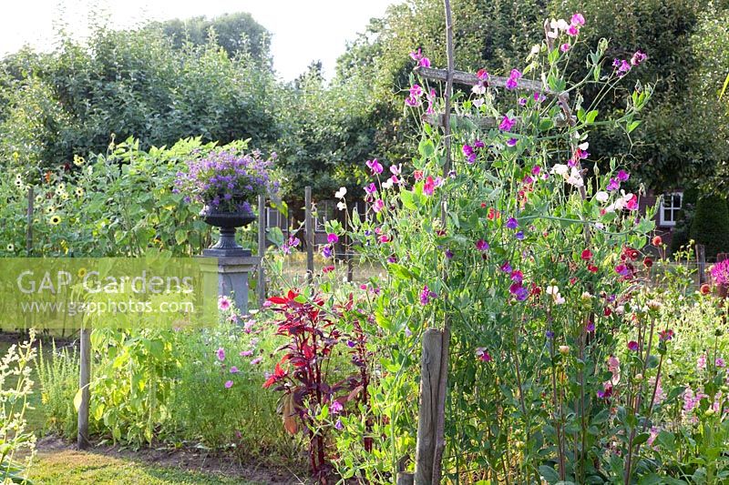 Garden with annual summer flowers, Lathyrus odoratus 