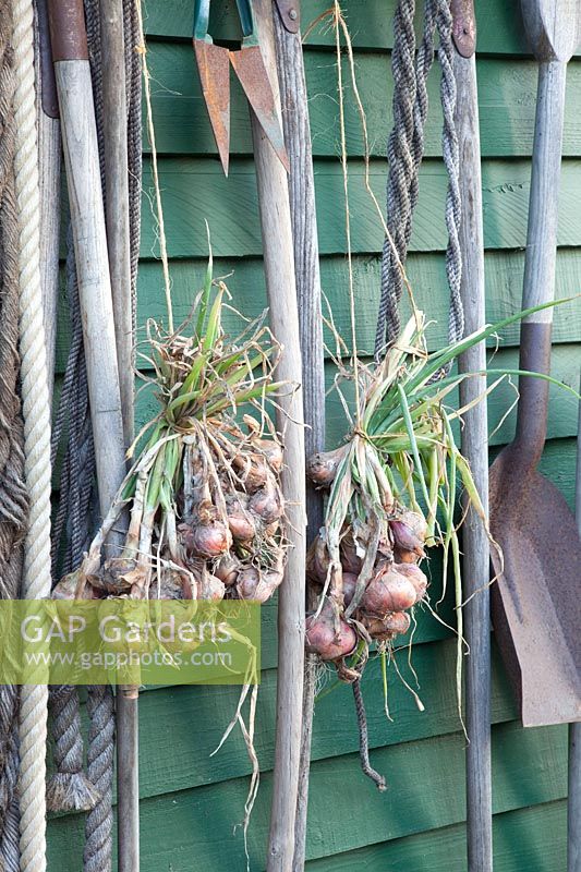 Garden tools and drying bulbs, Allium cepa 