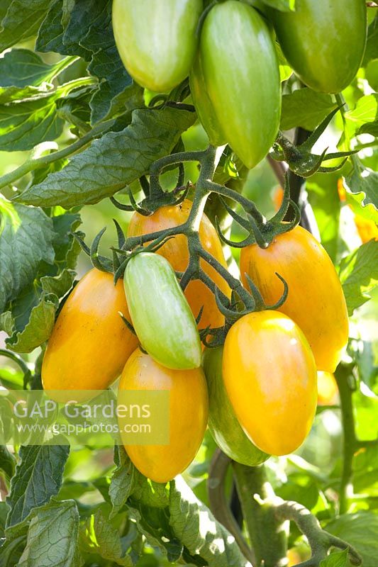 Tomato Artisan Blush Tiger, Solanum lycopersicum Artisan Blush Tiger 
