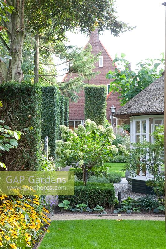 View from the garden to the house, Hydrangea paniculata Limelight, Prunus lusitanica 