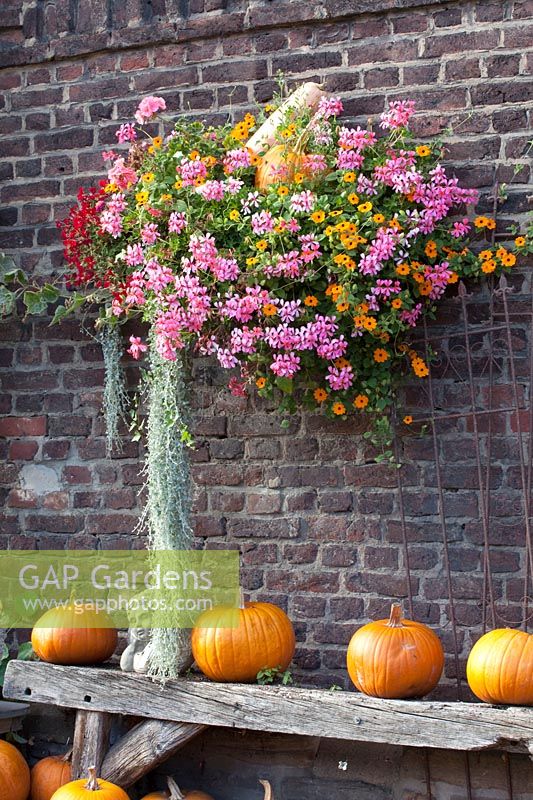 Wall basket with balcony plants and pumpkin 