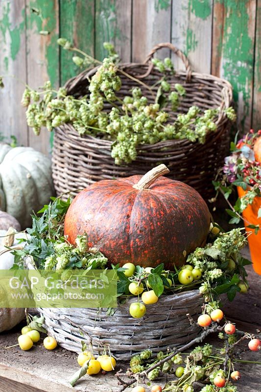 Decoration with pumpkin, hops and ornamental apples, Cucurbita, Malus 