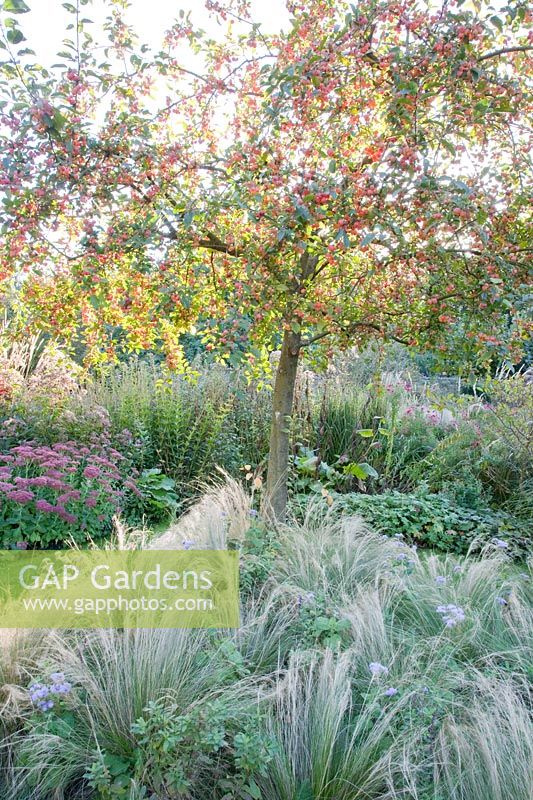 Bed with feather grass under ornamental apple Red Sentinel, Nasella tenuissima, Malus Red Sentinel 
