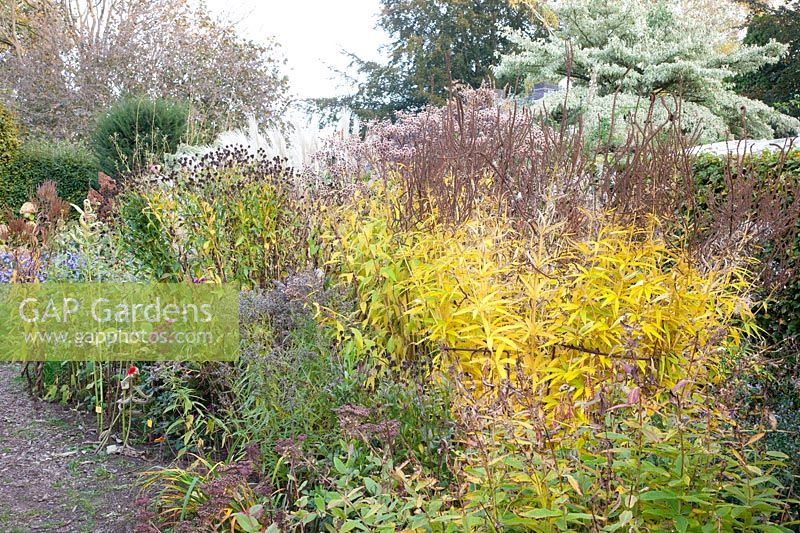 Seed heads and autumn colouring of Candelabra speedwell, Veronicastrum virginicum 