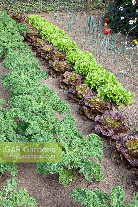 Vegetable garden in autumn with kale and lettuce, Brassica oleracea, Lactuca sativa 
