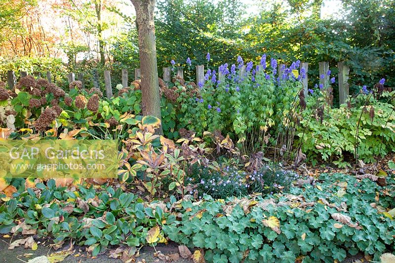 Perennial bed in autumn, Aconitum, Rodgersia, Alchemilla mollis, Bergenia, Hosta, Hydrangea arborescens Annabelle 