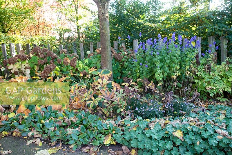 Perennial bed in autumn, Aconitum, Rodgersia, Alchemilla mollis, Bergenia, Hosta, Hydrangea arborescens Annabelle 