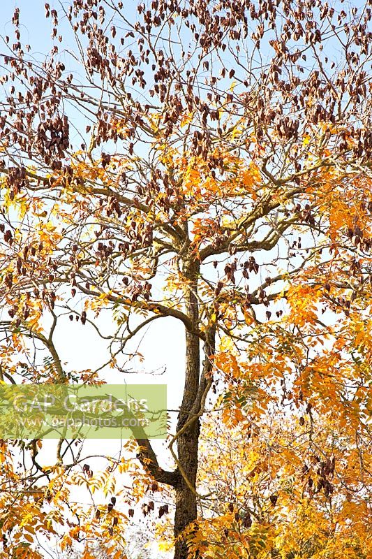 Bladder tree in autumn, Koelreuteria paniculata 