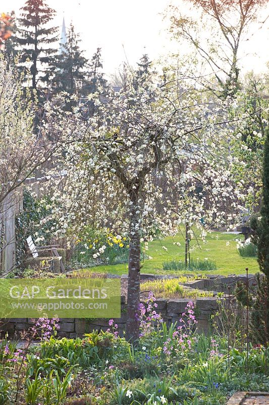 Spring garden with ornamental pear, Pyrus salicifolia Pendula 
