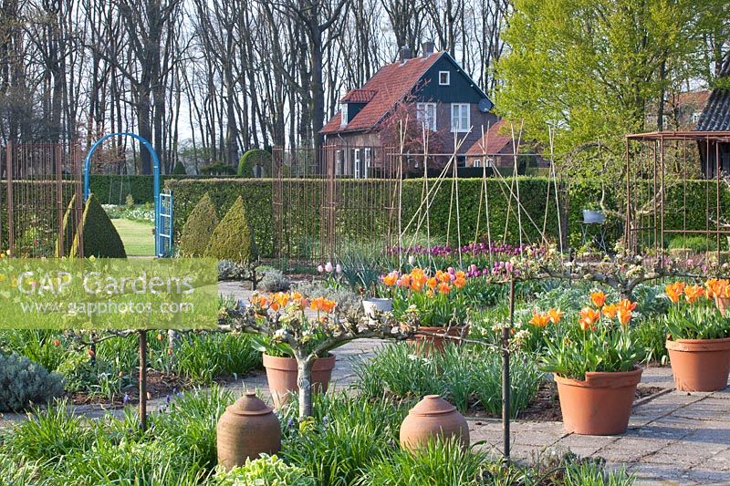 Vegetable garden in spring with pear espalier and tulips in pots, Pyrus communis Bonne Louise d'Avranches, Tulipa fosteriana Orange Emperor 