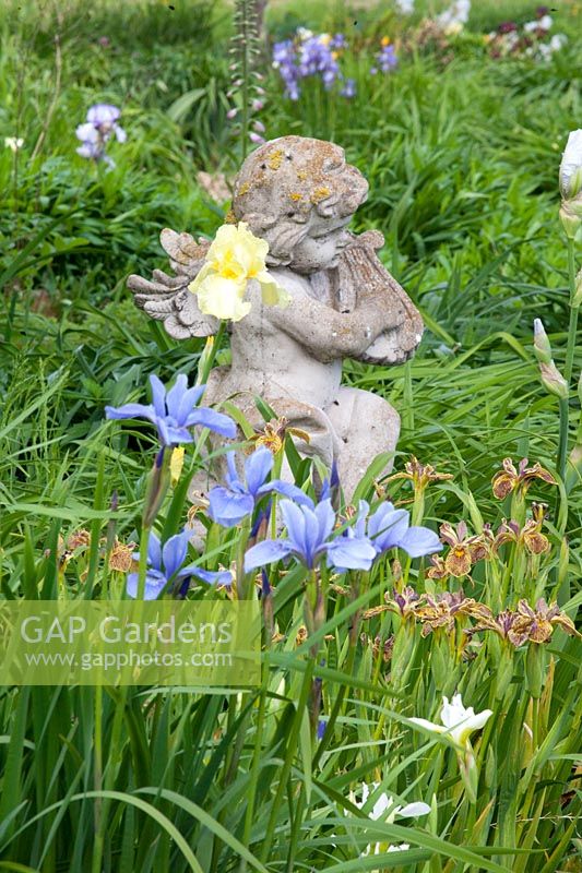 Cherub with Iris, Iris sibirica Papillon 