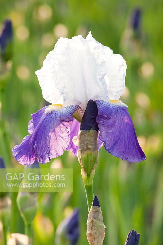 Bearded Iris, Iris barbata Arpege 