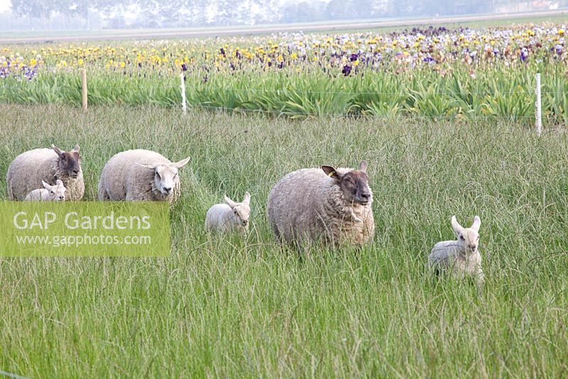 Sheep in the pasture 