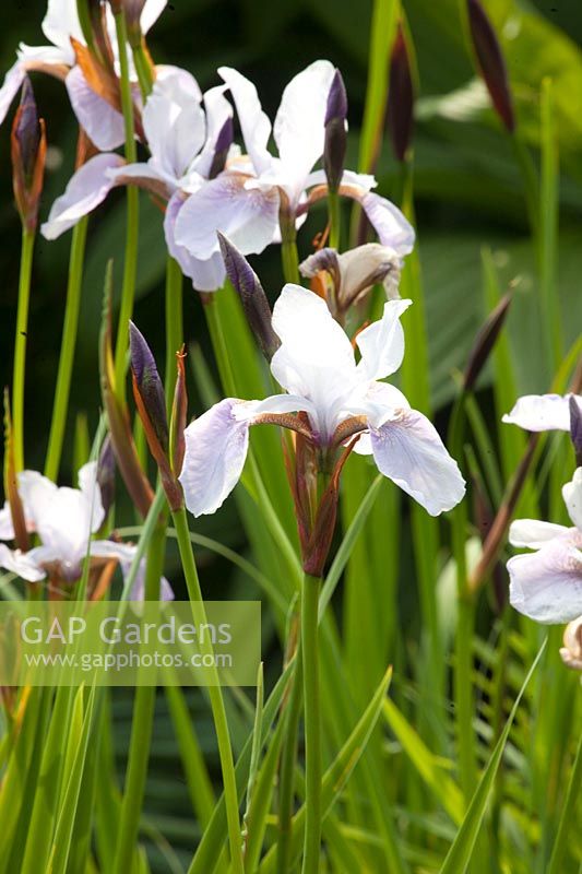 Siberian Iris, Iris sibirica, Siberian Iris, Iris sibirica 