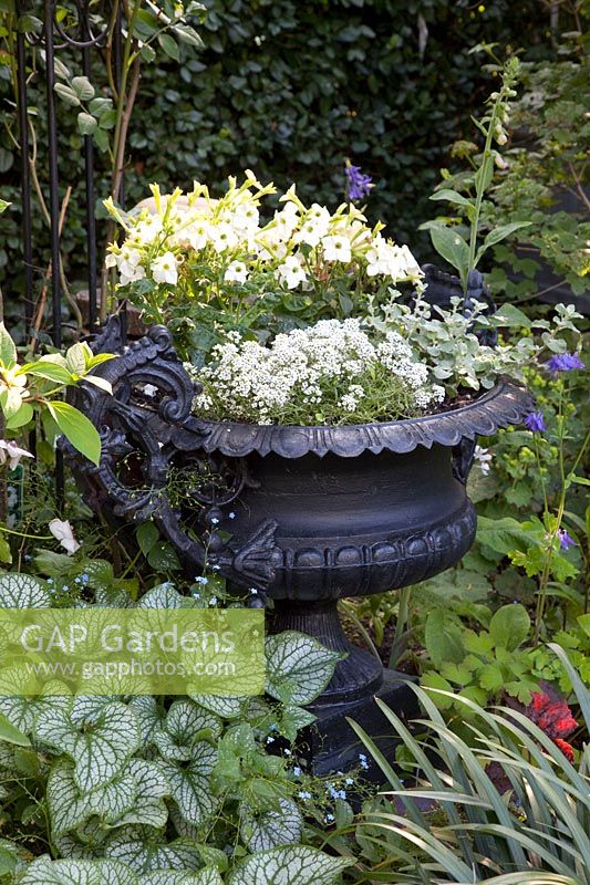 Metal vase planted with white flowers, Alyssum, Nicotiana 