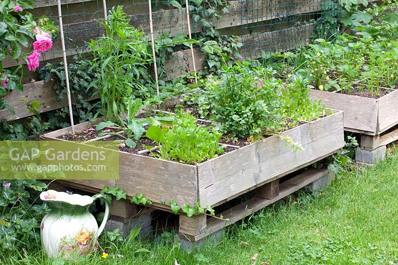 Raised beds with herbs and strawberries 